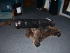 1812 Cannon